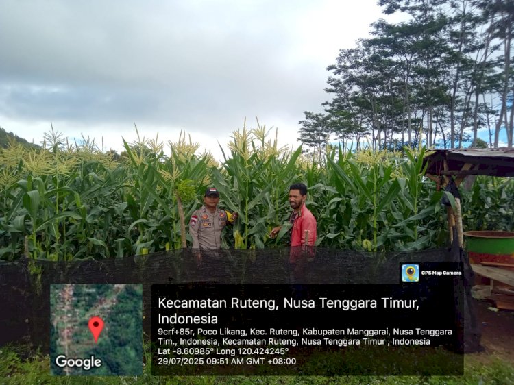 Wujud Kepedulian, Bhabinkamtibmas Ruteng Kawal Kegiatan Petani Jagung
