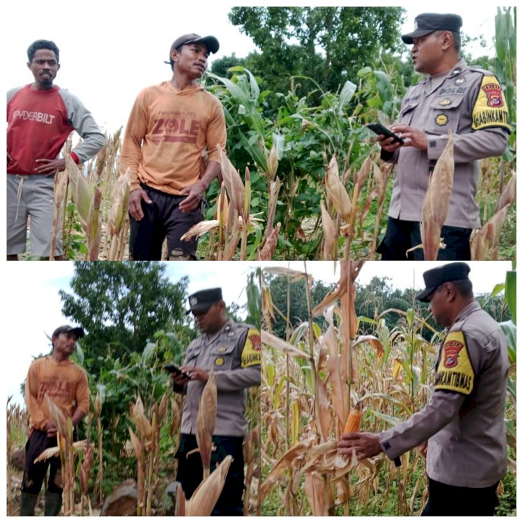 Pantau Perkembangan Jagung, Wujud Nyata Dukung Swasembada Pangan