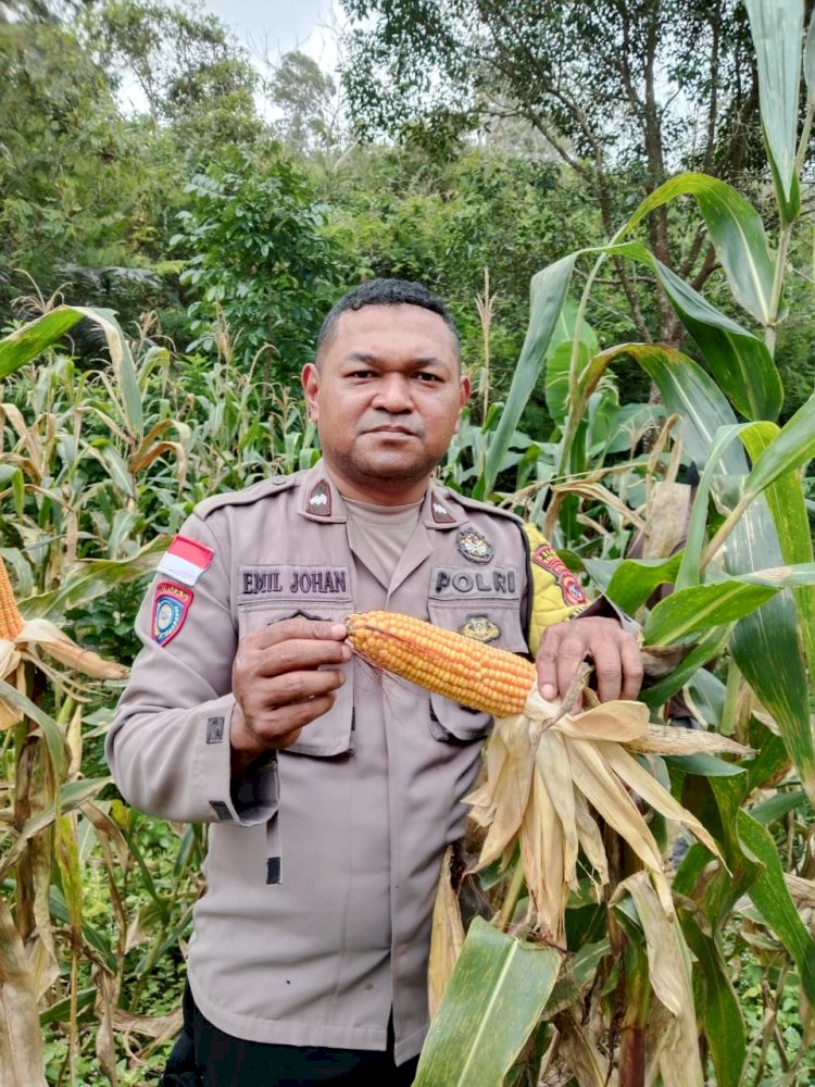 Bhabinkamtibmas  Monitoring Pertumbuhan Jagung Bantuan Pemerintah