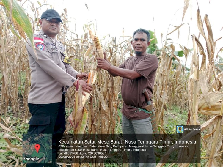 Bhabinkamtibmas  Monitoring Pertumbuhan Jagung Bantuan Pemerintah