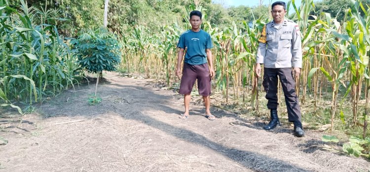 Bhabinkamtibmas Hadir di Tengah Petani Jagung, Wujudkan Ketahanan Pangan