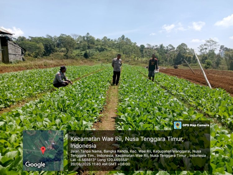 Bhabinkamtibmas Kecamatan Wae Ri'i Pantau Lokasi Penanaman Jagung Kelompok Tani Kenda Maju