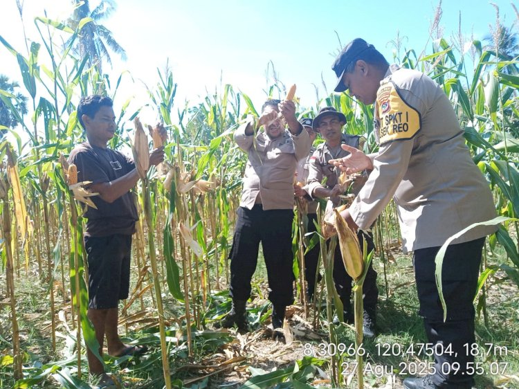 Polsek Reo Hadiri Panen Raya Jagung di Desa Salama, Dukung Ketahanan Pangan dan Ekonomi Masyarakat