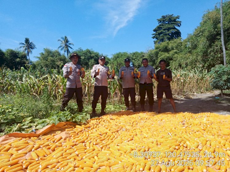 Polsek Reo Hadiri Panen Raya Jagung di Desa Salama, Dukung Ketahanan Pangan dan Ekonomi Masyarakat