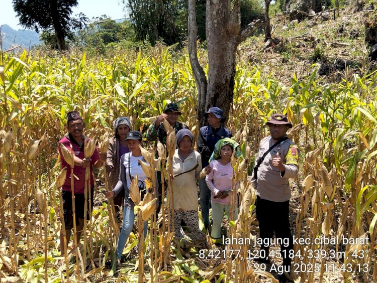 Bhabinkamtibmas Cibal Barat Hadiri Panen Raya Jagung di Desa Waerenca