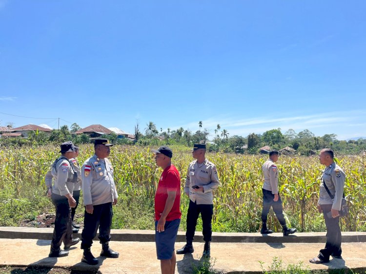 Kabag SDM Polres Manggarai Tinjau Lahan Persiapan Panen Raya Jagung di Wae Ri’i