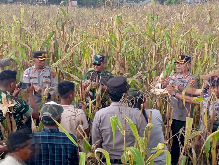 POLRES MANGGARAI GELAR PANEN RAYA JAGUNG SERENTAK KUARTAL III 2025, DUKUNG KETAHANAN PANGAN NASIONAL
