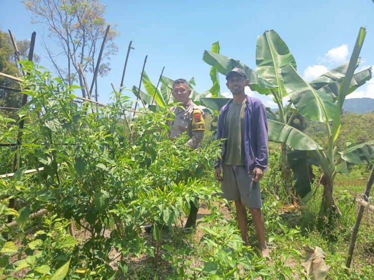 Dukung Program Ketahanan Pangan, Bhabinkamtibmas Kecamatan Ruteng Sambang Kelompok Tani di Desa Beo Rahong