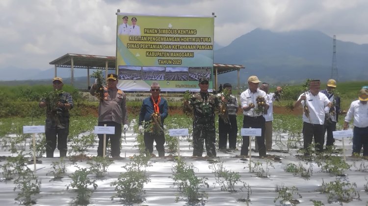 Kapolres Manggarai Hadiri Panen Kentang dalam Rangka Pengembangan Hortikultura Kabupaten Manggarai