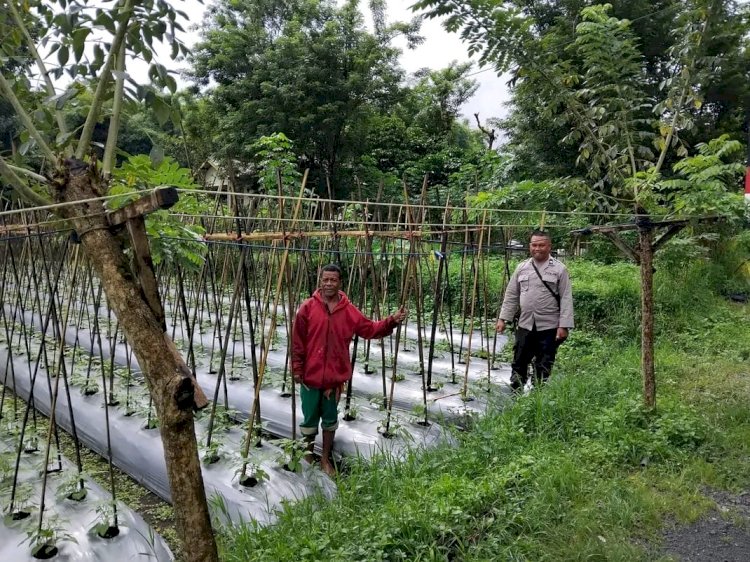 AIPDA LIBERTUS GANTUR , SOSOK SEDERHANA HADIRKAN INOVASI KETAHANAN PANGAN ,RUBAH LAHAN KOSONG MENJADI TAMBAK IKAN  DAN  PERTANIAN PRODUKTIF. BERSAMA MASYARAKAT.