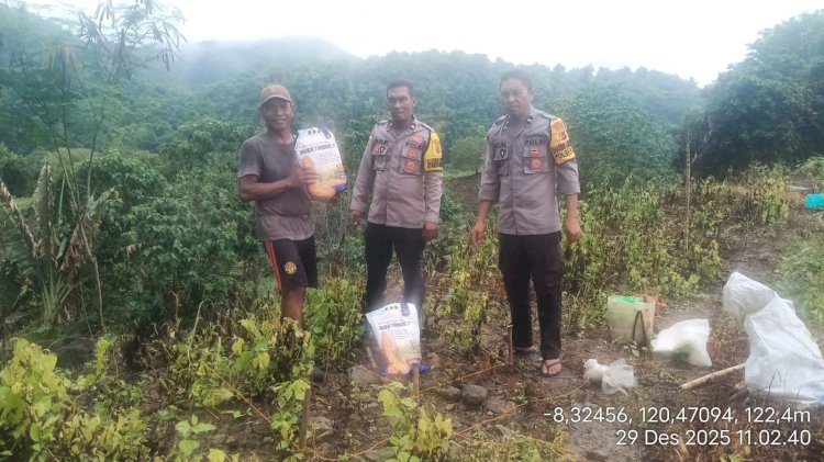 Bhabinkamtibmas dan Kanit Binmas Polsek Reo Lakukan Pengawasan Penanaman Jagung Hibrida di Desa Ruis