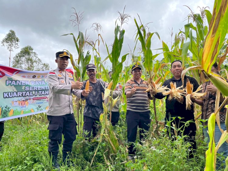 DUKUNG PROGRAM PEMERINTAH, POLRES MANGGARAI LAKSANAKAN PANEN RAYA JAGUNG SERENTAK KUARTAL IV WUJUDKAN SWASEMBADA JAGUNG DI MANGGARAI