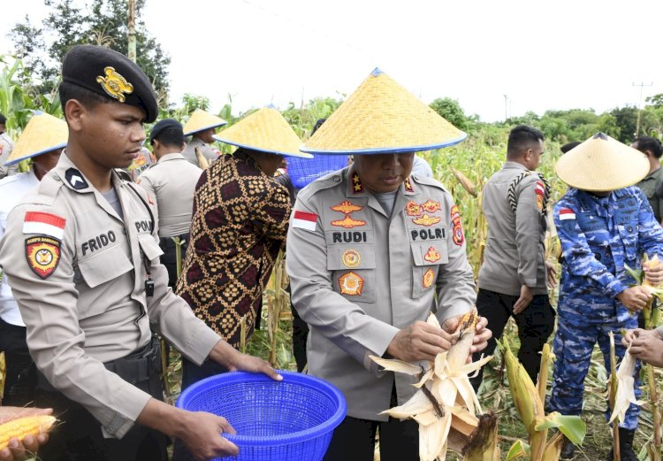 Kapolda NTT Pimpin Panen Raya Jagung Kuartal IV 2025, Perkuat NTT sebagai Lumbung Jagung Nasional