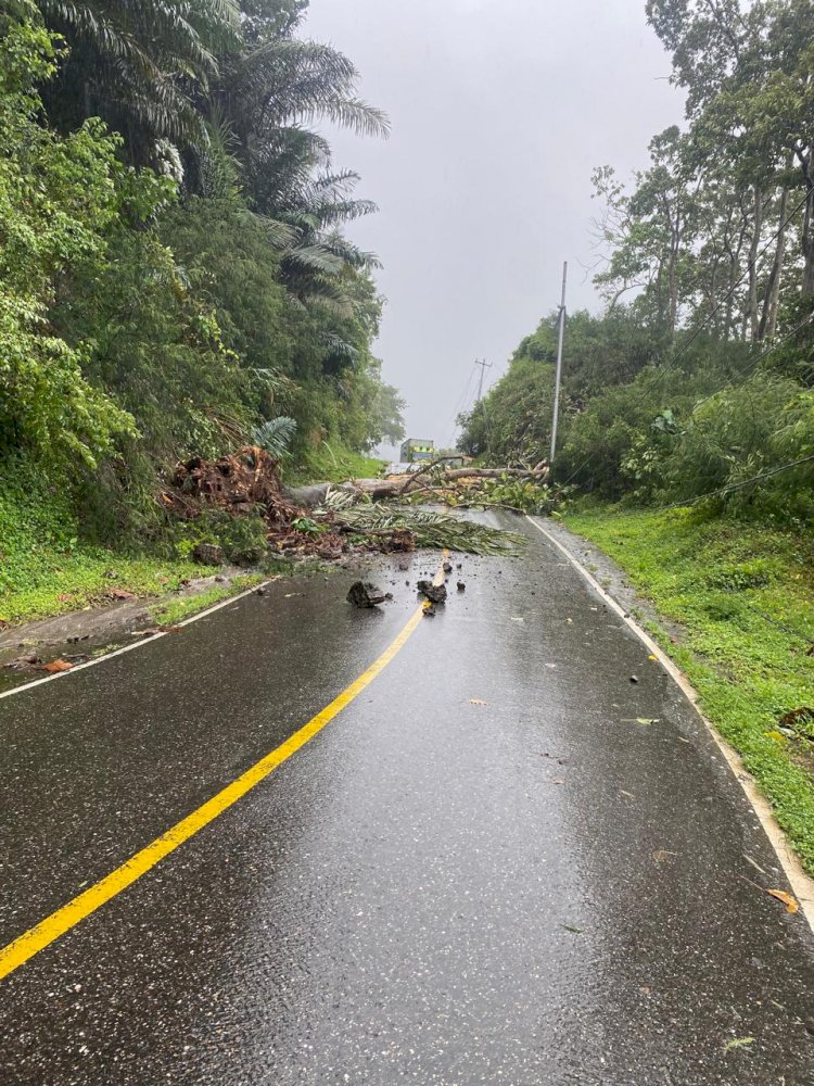 Langkah Cepat Polsek Cibal Evakuasi Pohon Tumbang, Arus Lalu Lintas Ruteng–Reo Kembali Lancar