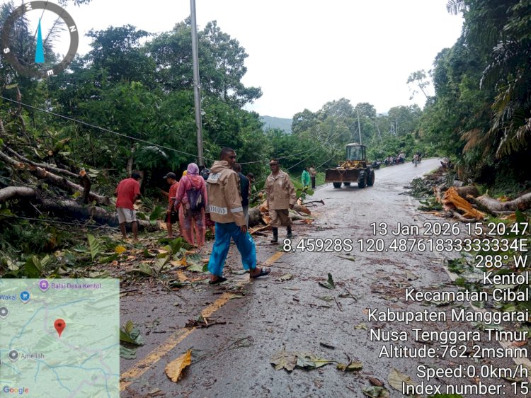 Langkah Cepat Polsek Cibal Evakuasi Pohon Tumbang, Arus Lalu Lintas Ruteng–Reo Kembali Lancar