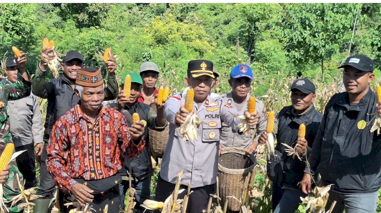 POLRES MANGGARAI DUKUNG KETAHANAN PANGAN, LAKSANAKAN PANEN JAGUNG KUARTAL II DI LAHAN PERCONTOHAN POLSEK REO