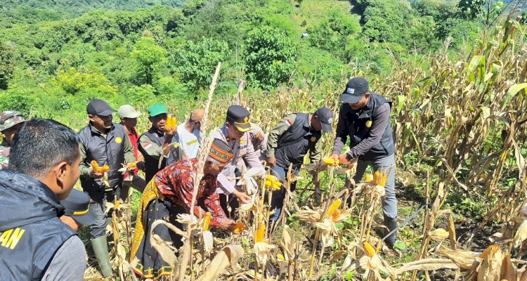 POLRES MANGGARAI DUKUNG KETAHANAN PANGAN, LAKSANAKAN PANEN JAGUNG KUARTAL II DI LAHAN PERCONTOHAN POLSEK REO
