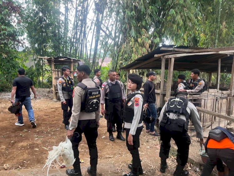 KOMITMEN BERANTAS JUDI, POLRES MANGGARAI POLDA NTT GREBEK LOKASI SABUNG AYAM DI KELURAHAN ROWANG