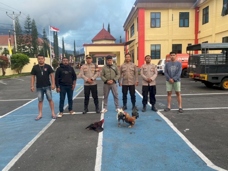 POLRES MANGGARAI BERHASIL GEREBEK ARENA PERJUDIAN SABUNG AYAM DI GOLODUKAL