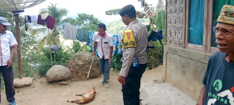 Bhabinkamtibmas Polsek Cibal Dampingi Tim Kecamatan dan Pemerintah Desa Rado Tangani Hewan Penular Rabies