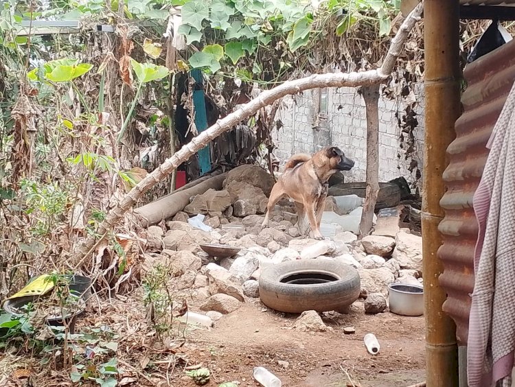 Cegah Penyebaran Rabies, Bhabinkamtibmas  Polres Manggarai Eliminasi HPR dan Imbau Warga Waspada