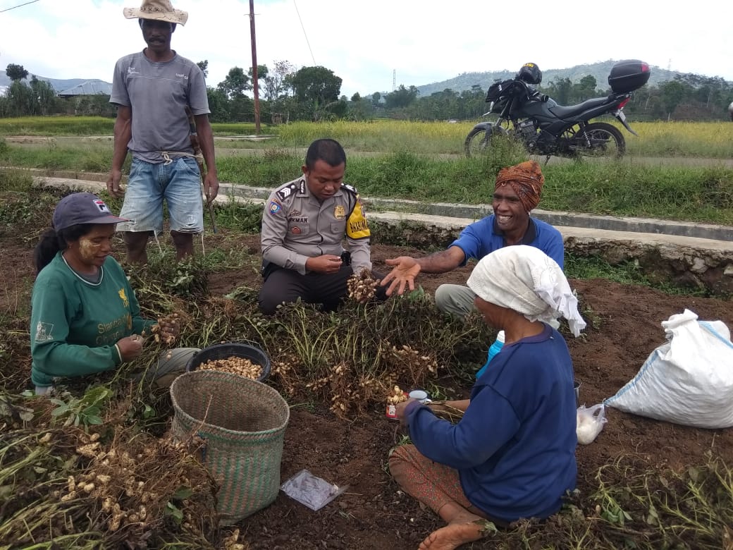 Cipta Suasana Keakraban | Bhabinkamtibmas Desa Compang Dalo Sambang Petani Kacang